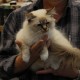 dsc_0795katt