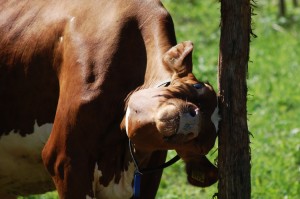 Betetssläpp 090516