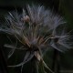 dsc_0015 dsc_0015
