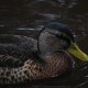 dsc_0016 dsc_0016