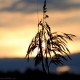 dsc_0029 dsc_0029