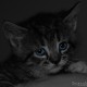 katten