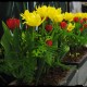 dsc_0098 dsc_0098